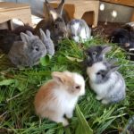 babykaninchen