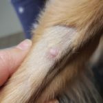 Mastzelltumor