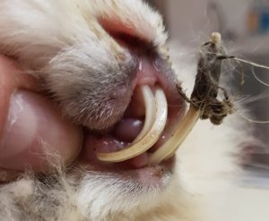 Nachwachsen zähne können meerschweinchen Zähne nachwachsen
