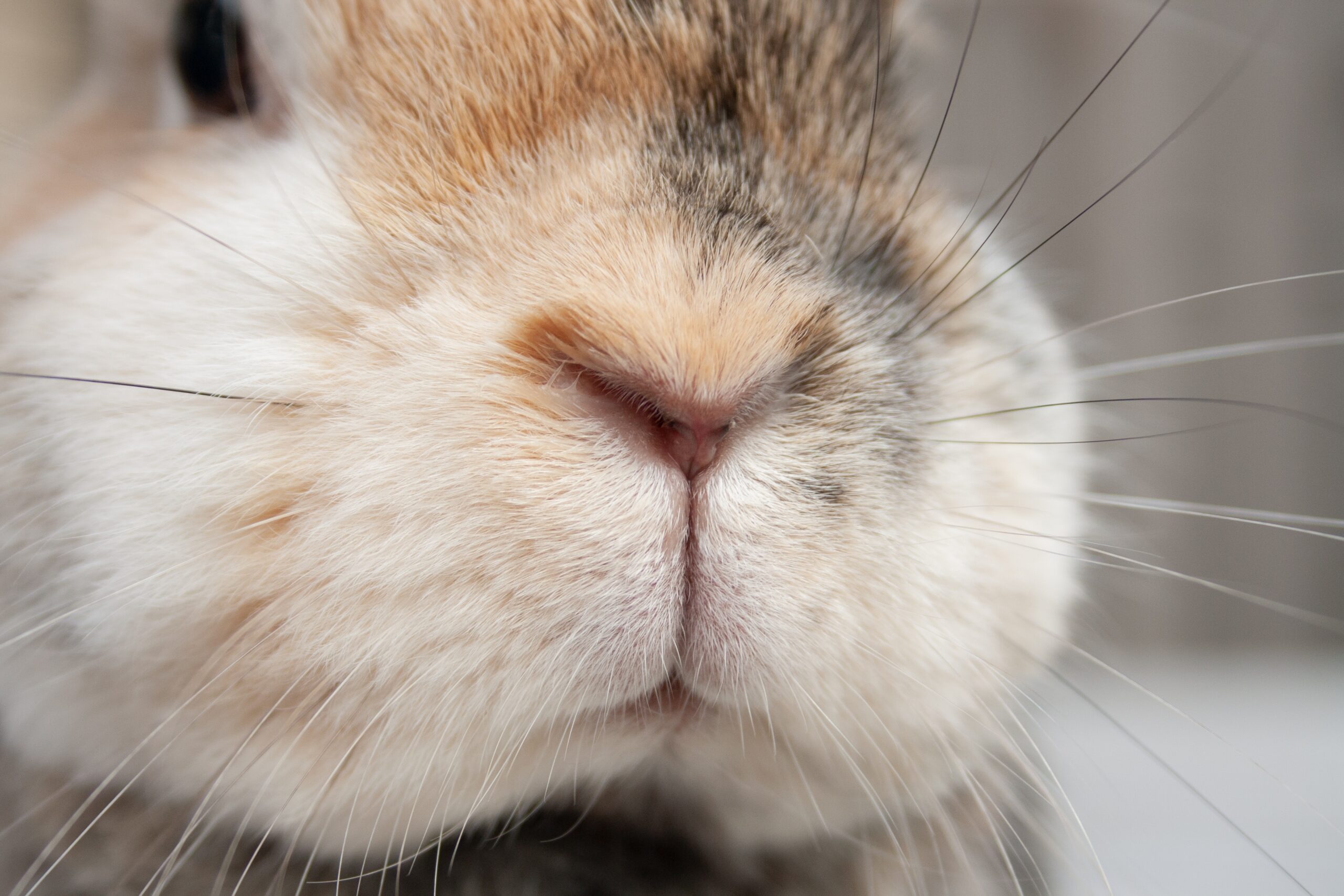 Webinar für Tiermediziner: Kaninchen und Meerschweinchen im Notdienst